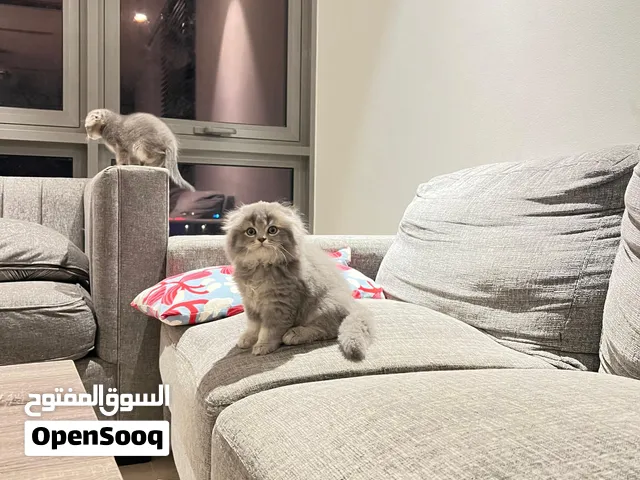 Scottish Fold Kittens 2 Months