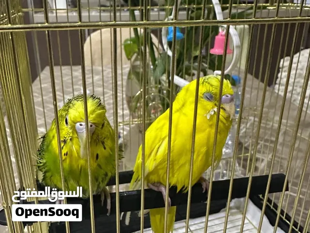 عاشق و معشوق
