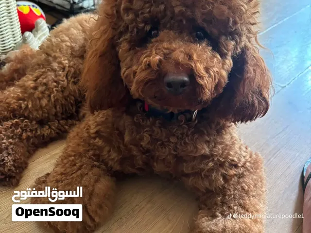 ذكر بودل للتزاوج فقط Male poodle for mating only Imported product by