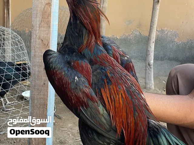 للبيع ديك بتشو نصل