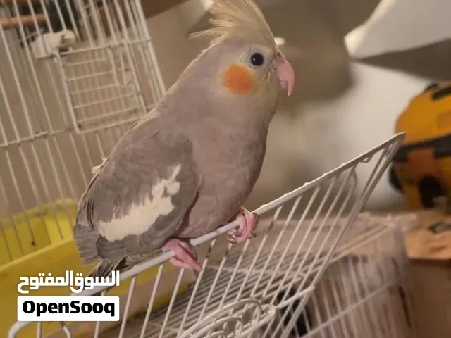 كوكتيل أليف جدا
