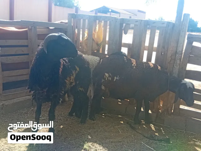 نعجه برقويه سلالا تمساح نعجه بسم لله مشالله عشره؟وتحتها خروف وفطيمه بعمر عشره شهور وعشار.تاني