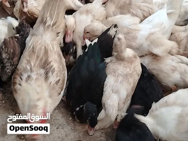 بط مصري جاهز حال انتاج