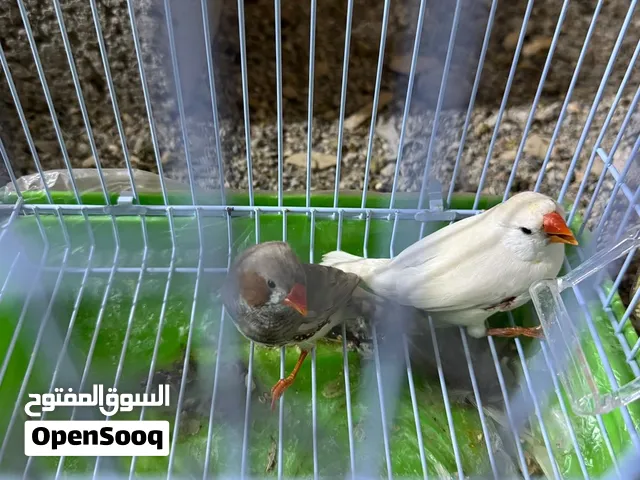 للبيع زوج زيبرا