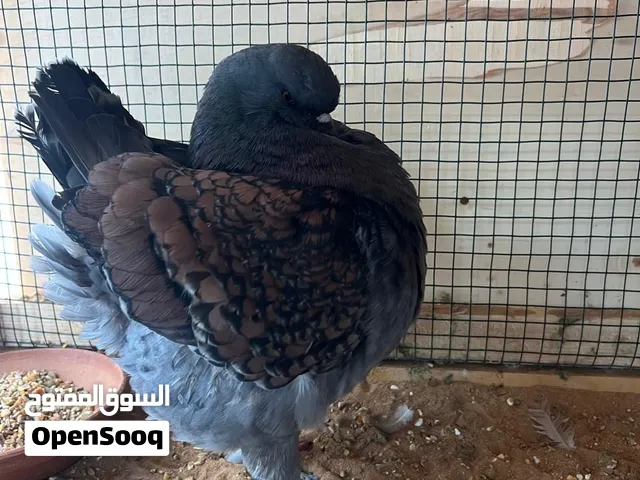 Modena Pigeons – 2 Pairs for Sale (350 Aed)