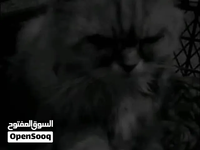 قط الفارسية الشيرازية للبيع عمره فوق السنه