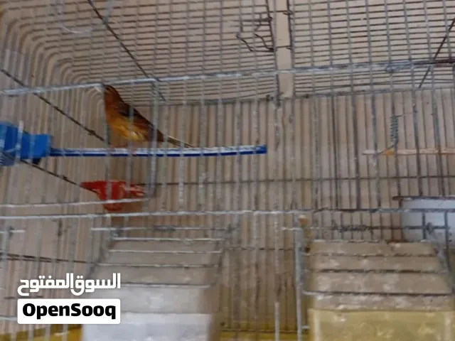 جوز كناري حنونات شغالات تحتهم بيض