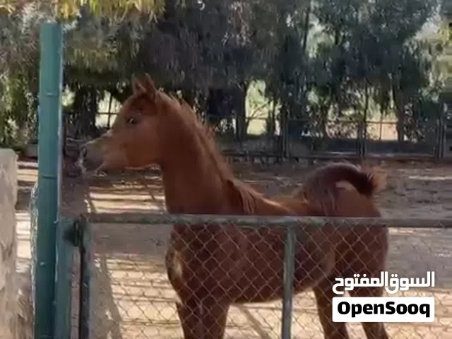 مهرة عربية و خيل انجليزي