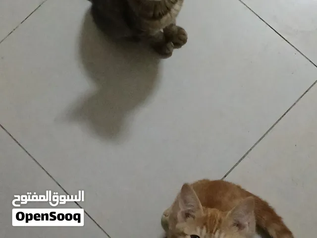 قطط اخوه توأم للتبني two cats for adoption