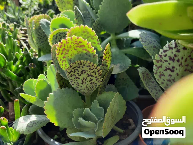 عصاريات وصباريات من اجمل المجموعات العصارية . صحه وانبات رائع . وباسعار رائعة تتوفر باحجام عديده