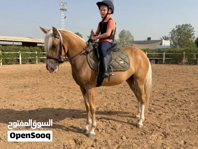 kids poni for sale