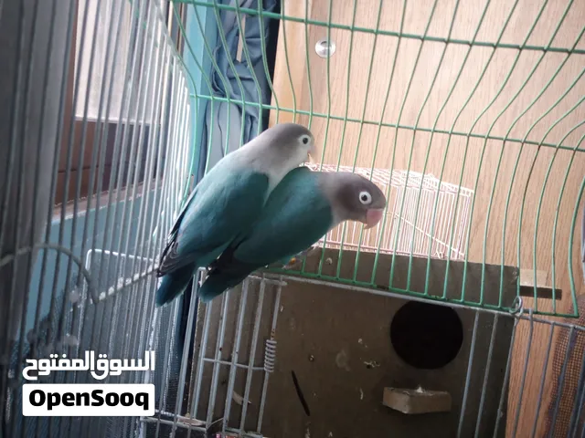 جوز فيشر طفره تركواز وايت فيس بسعر ممتاز مع قفص