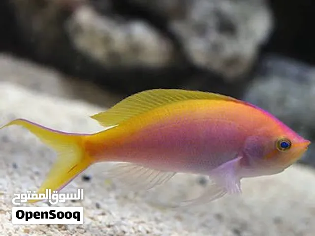 Anthias fish