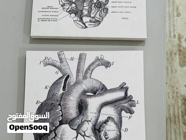 طقم لوحات جدارية بتصميم تشريحي كلاسيكي (Vintage Anatomical Wall Art)