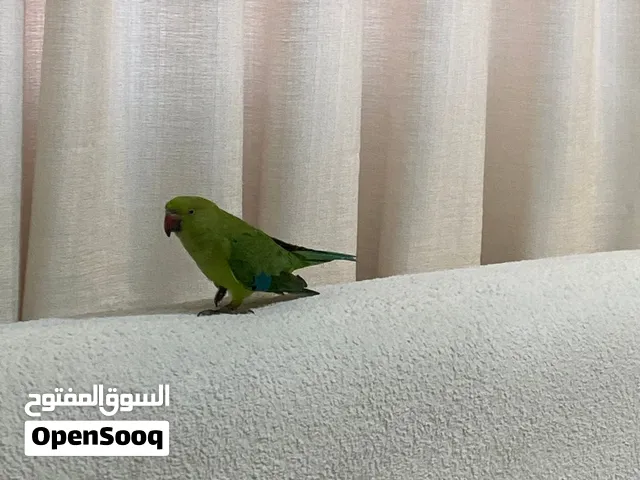 ببغاء دره اليف