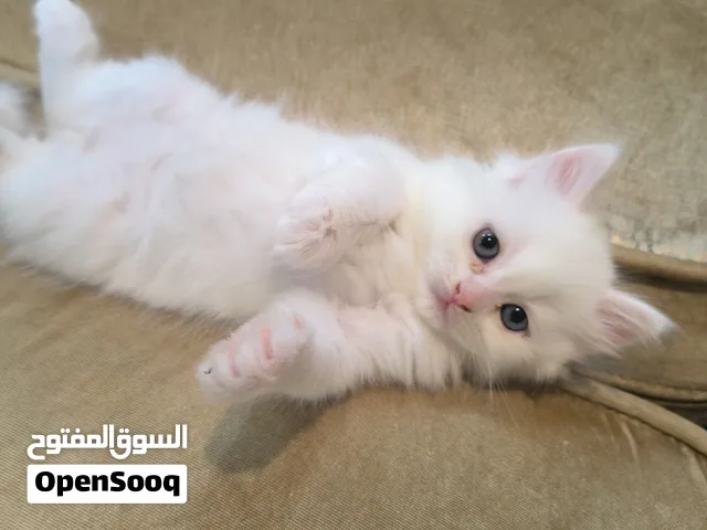 kitten for adoption with fees