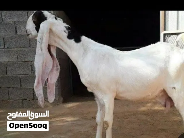مطلوب غنم حجازيات