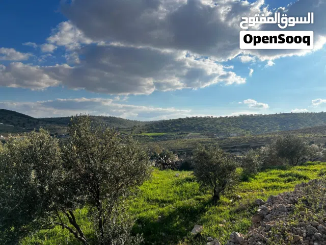 ارض مميزة ولقطة 3 دنم ونصف بيرين ( صروت ) مشجرة ومطلة