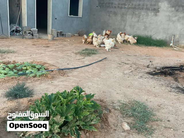 بيض دجاج براهمة