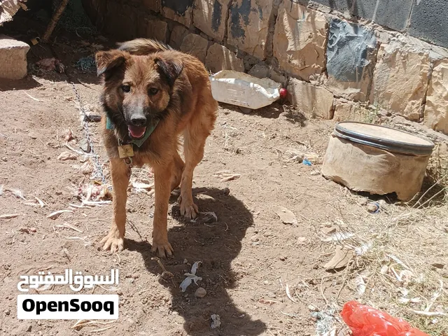 كلبه حلوه للبيع