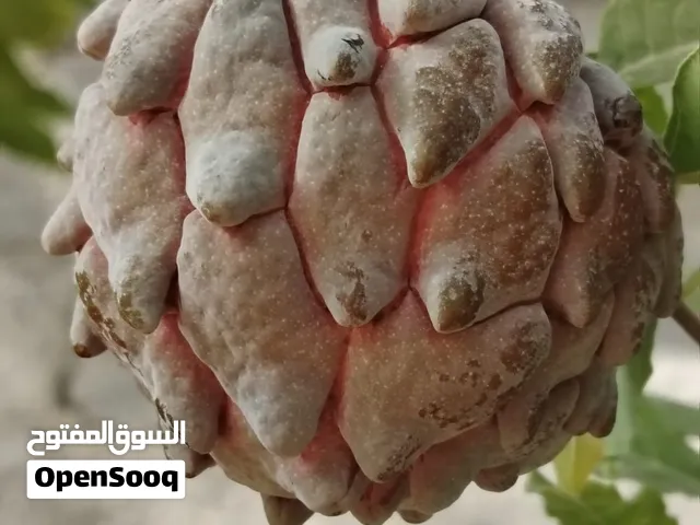 مستعفل  بنفسجي