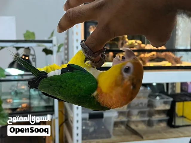 6 months old White bellied friendly caique
