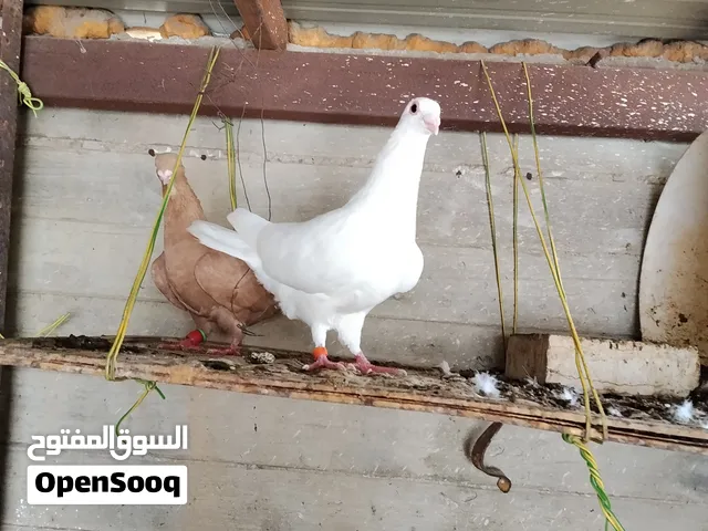 انثاي مصري شامي صفراء عين بيضاء مع ذكر زاجل ابيض جوز مستوى سعر الطحن 100 شيكل