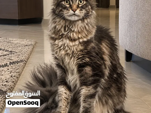 قط ماين كون بيور الي يدور النادر وصل