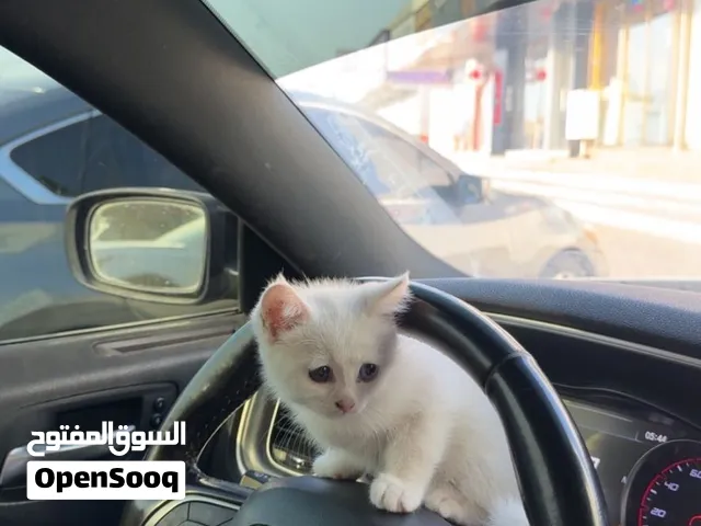 قطوه صغير كيوت للتبني