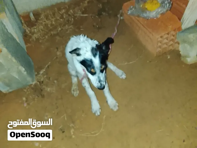 كلب حراسه ربي يبارك عربي