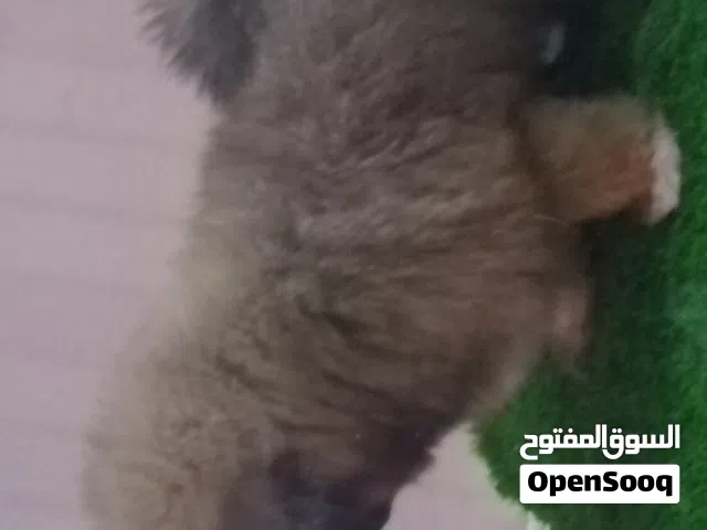 havapoo puppy