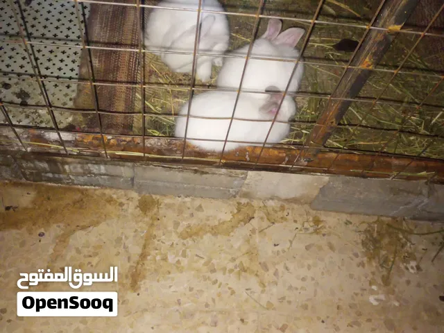 يوجد افراخ أرانب كلفورني بيور بي عمر ثلاث اسابيع البيع على عمر شهر بعد الفطم