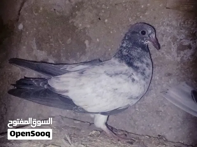 متاح فرخين باكستانيات جميلات فطم جديد لما يكبروا تصير عينهم بيضة