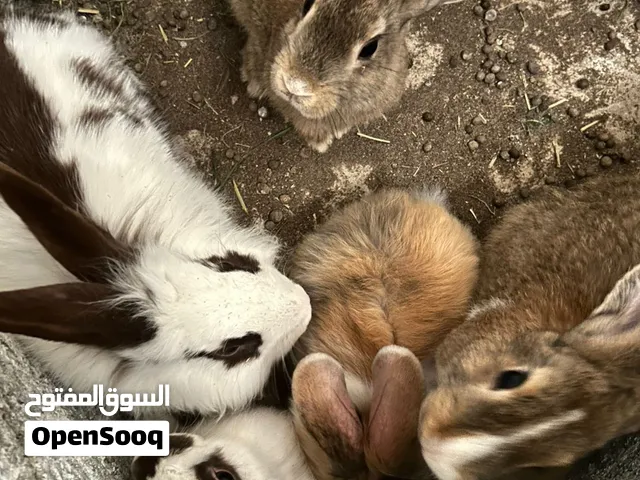 ارانب فرنسية للبيع
