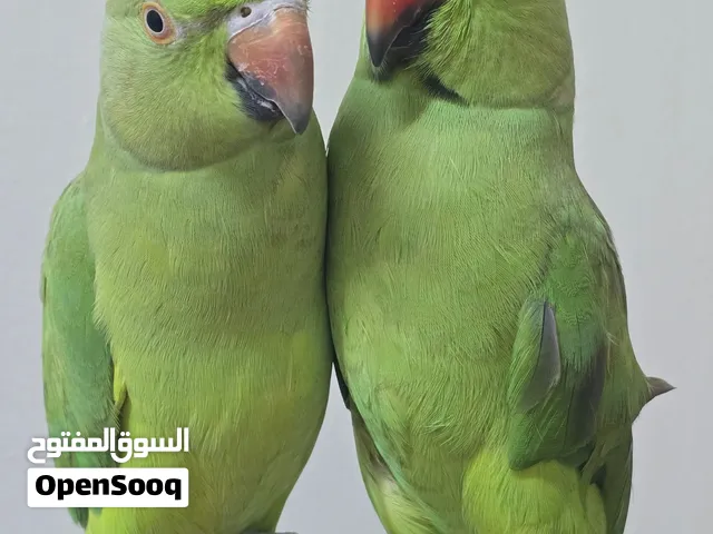 بغبغاء دره زوج