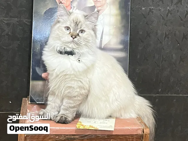 ما شاء الله انثى هملايا عمر ثلاثه شهور ونص