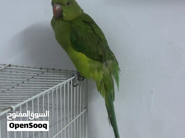 دره أليفه للبيع تابع الوصف