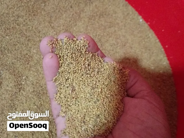 للبيع بذر قت