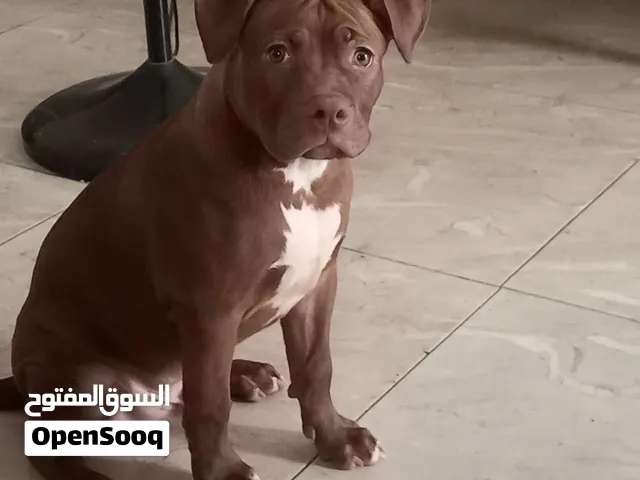 جرو كلب بتبول