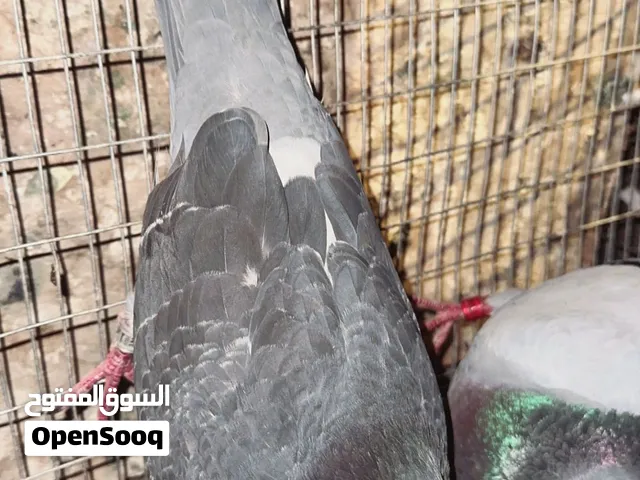 زواجل للبيع وياهن نثية هولندية