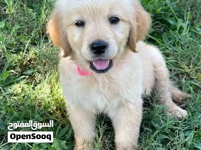 beautiful golden retriever puppies for sale to a nice and loving family