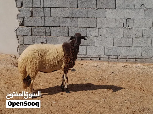 2نعاج وطنيات الله يبارك سلاله برقاويه عشار مقربات على ميلاد بضروعهم سنهم تنيه وسداس