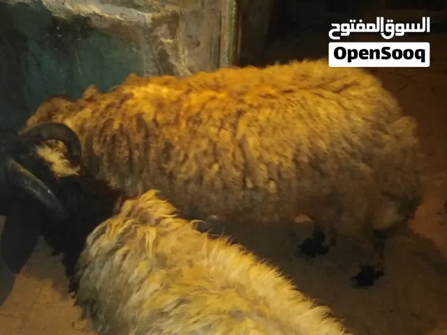 غنم برقي حر