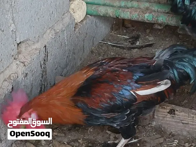 ديوجه دندراوي كويتي عدد 4
