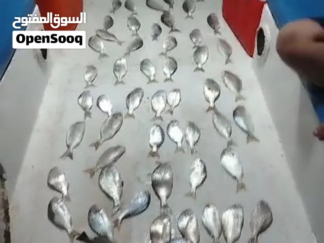 تاجير قوارب صيد حداق ايجار طراد رحلات بحرية العاب مائيه