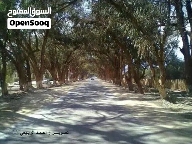 3عرضوا 2تجاري عل الرئيس شارع الشجر مساحة كبيرة