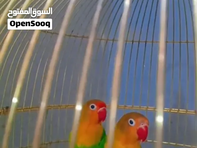 غندورات للبيع
