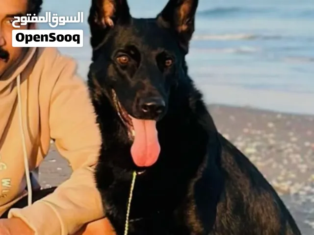 جيرمن بلاك جاك ورك لاين ذكر من اقوى الفصائل م شاءالله