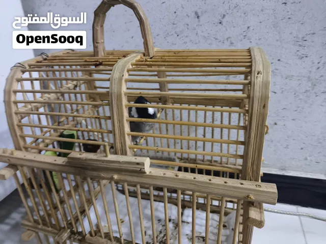 بلبل ابيض الخدين