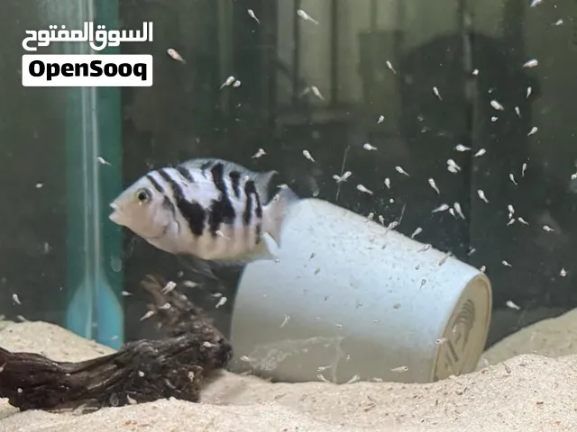 Convict cichlid pairs and polar blud parrot